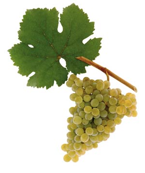 Grüner Veltliner